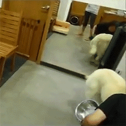 您的爱犬到底该喂多少？-1.gif