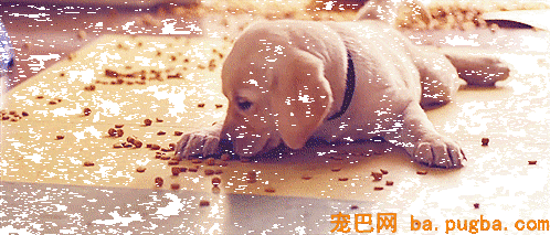 您的爱犬到底该喂多少？-3.gif