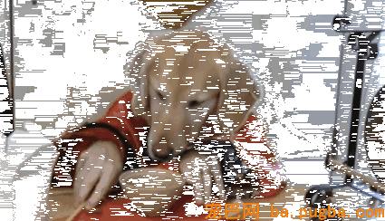 您的爱犬到底该喂多少？-2.gif