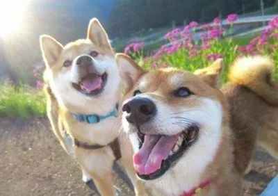 您的爱犬到底该喂多少？-11.jpeg