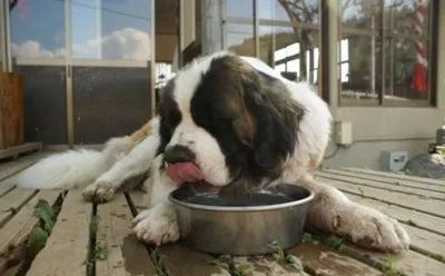 您的爱犬到底该喂多少？-6.jpeg