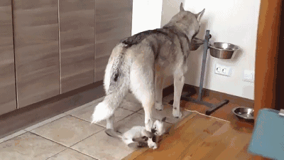 您的爱犬到底该喂多少？-4.gif