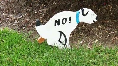 您的爱犬到底该喂多少？-9.jpeg