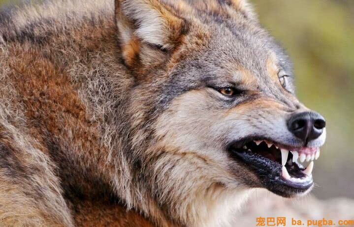 被野狼叼走的人类婴儿，为什么最后都能活着回来？专家道出本相-2.jpeg