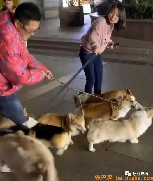 女主人单身，金毛不愿意了，非要帮她拉个男朋友回家！-1.jpeg