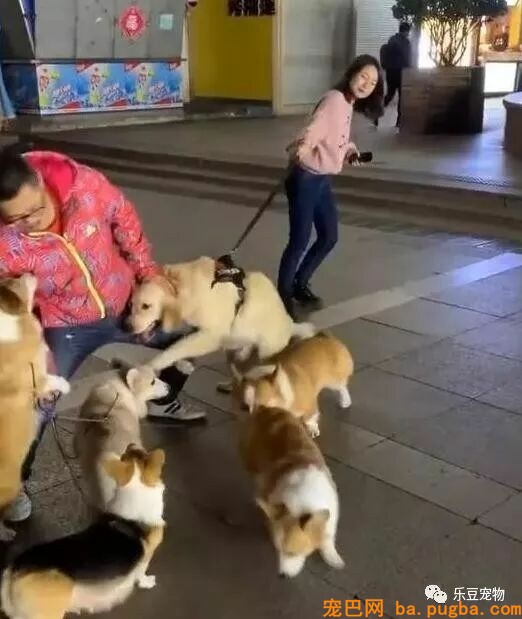 女主人单身，金毛不愿意了，非要帮她拉个男朋友回家！-2.jpeg