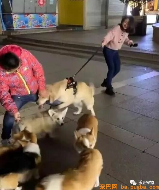 女主人单身，金毛不愿意了，非要帮她拉个男朋友回家！-3.jpeg
