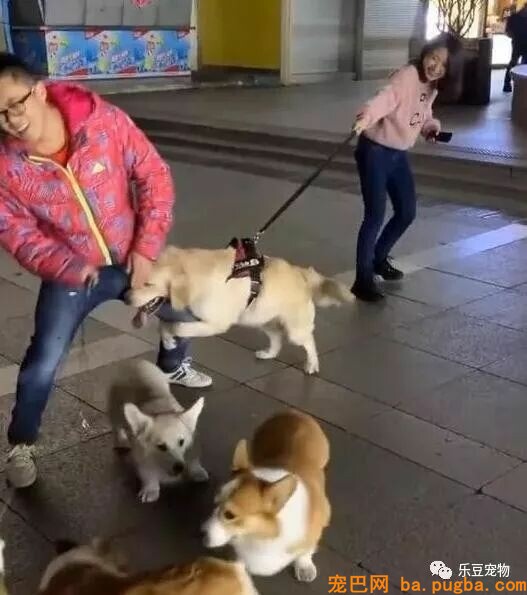 女主人单身，金毛不愿意了，非要帮她拉个男朋友回家！-4.jpeg