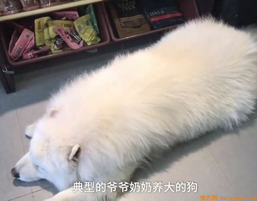 让爷爷奶奶辅佐养狗，成果把狗狗养进了病院...-1.jpeg
