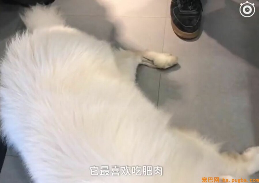 让爷爷奶奶辅佐养狗，成果把狗狗养进了病院...-3.jpeg
