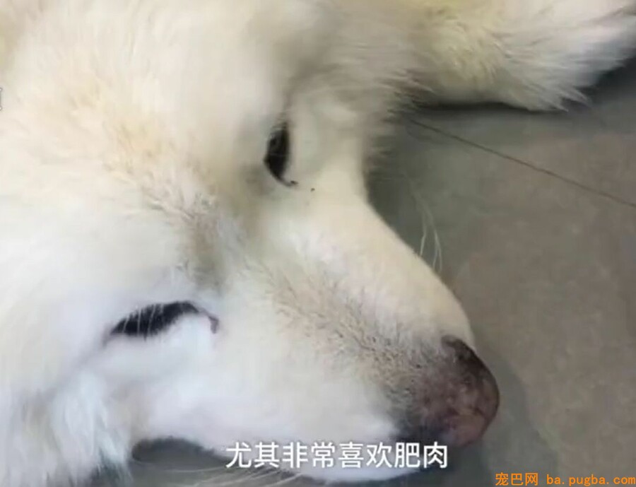 让爷爷奶奶辅佐养狗，成果把狗狗养进了病院...-4.jpeg