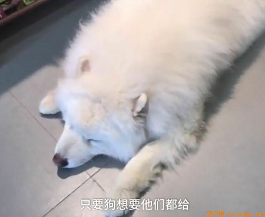 让爷爷奶奶辅佐养狗，成果把狗狗养进了病院...-2.jpeg