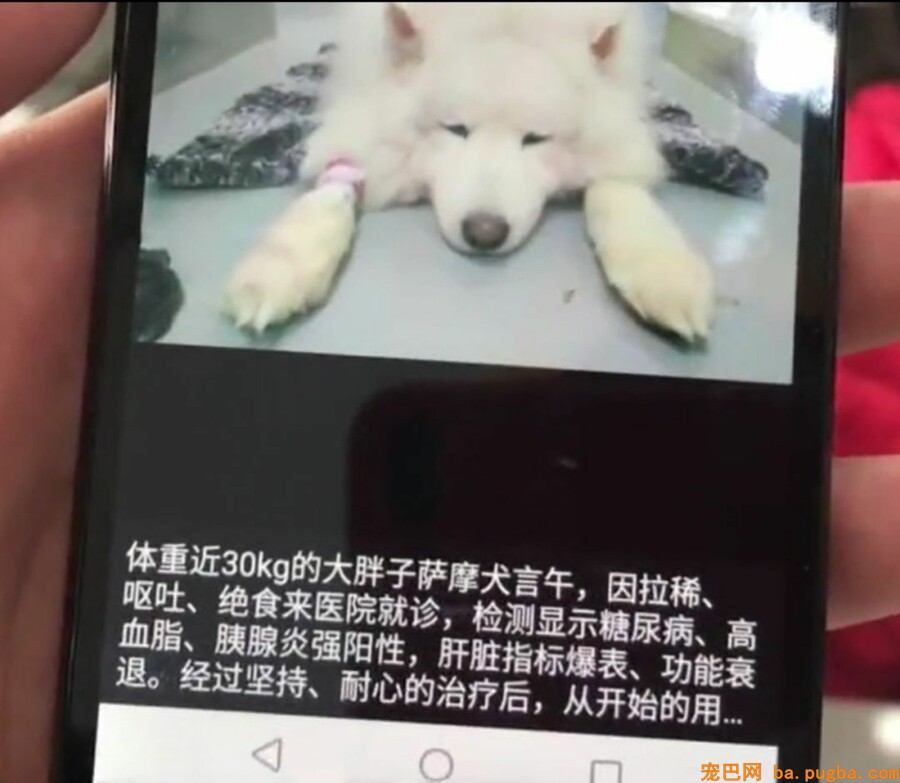 让爷爷奶奶辅佐养狗，成果把狗狗养进了病院...-5.jpeg