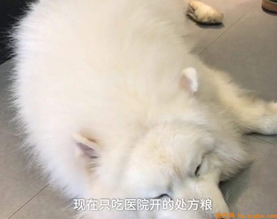 让爷爷奶奶辅佐养狗，成果把狗狗养进了病院...-6.jpeg