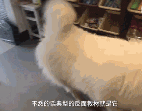 让爷爷奶奶辅佐养狗，成果把狗狗养进了病院...-8.gif
