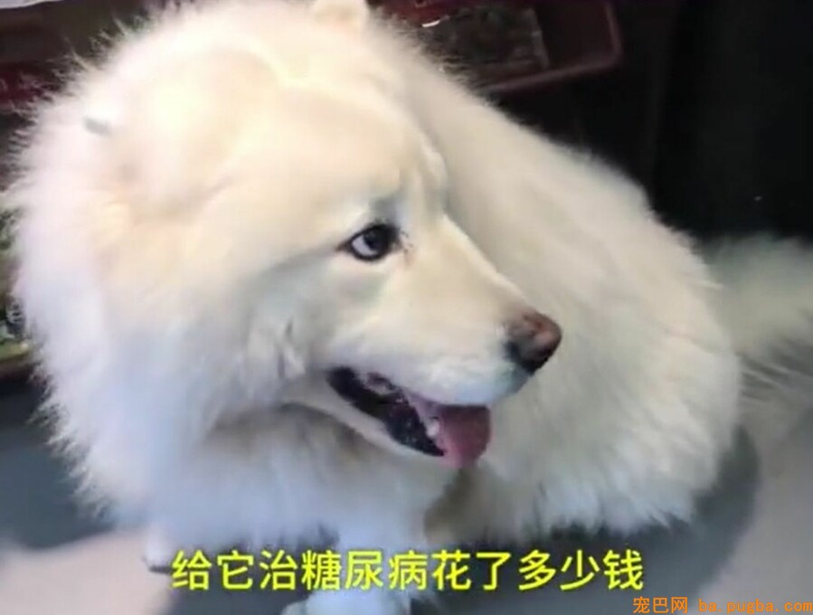 让爷爷奶奶辅佐养狗，成果把狗狗养进了病院...-9.jpeg