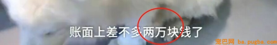 让爷爷奶奶辅佐养狗，成果把狗狗养进了病院...-10.jpeg