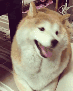 让爷爷奶奶辅佐养狗，成果把狗狗养进了病院...-11.gif