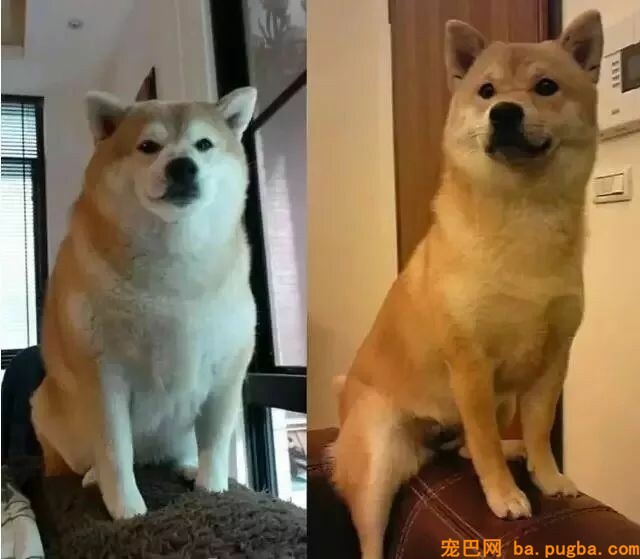 让爷爷奶奶辅佐养狗，成果把狗狗养进了病院...-13.jpeg