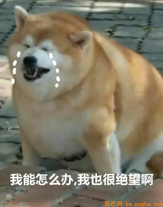 让爷爷奶奶辅佐养狗，成果把狗狗养进了病院...-12.jpeg