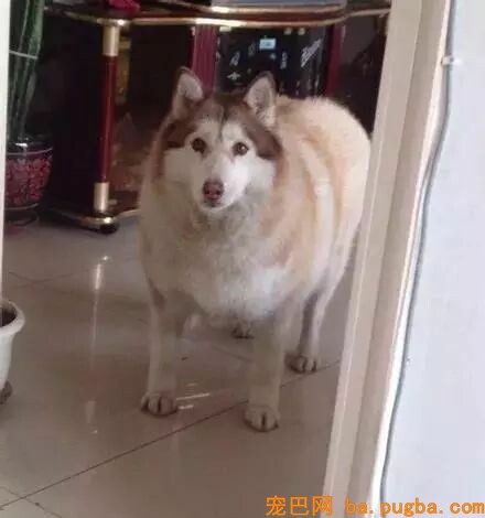 让爷爷奶奶辅佐养狗，成果把狗狗养进了病院...-17.jpeg