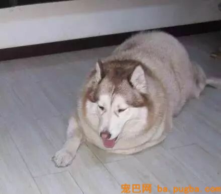 让爷爷奶奶辅佐养狗，成果把狗狗养进了病院...-18.jpeg