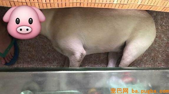 让爷爷奶奶辅佐养狗，成果把狗狗养进了病院...-15.jpeg