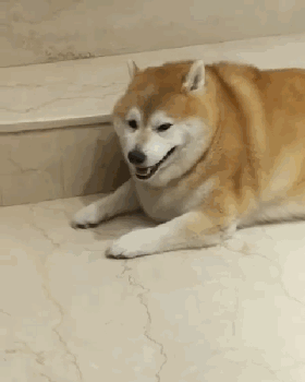让爷爷奶奶辅佐养狗，成果把狗狗养进了病院...-14.gif