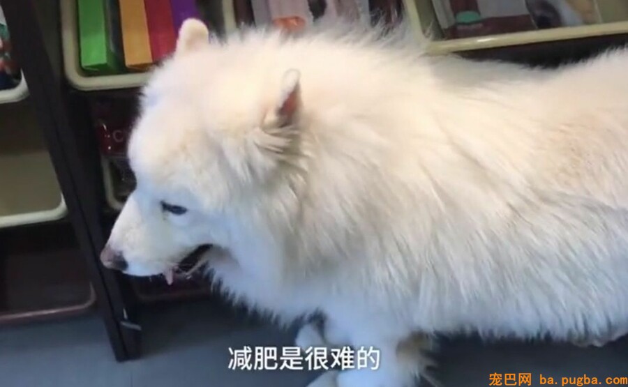 让爷爷奶奶辅佐养狗，成果把狗狗养进了病院...-19.jpeg