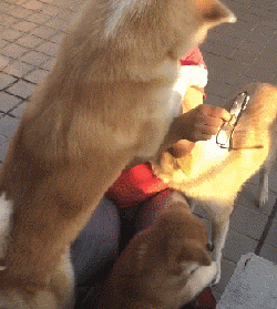 40只警犬的特殊任务：满足一个七岁孩子的愿望！-9.gif