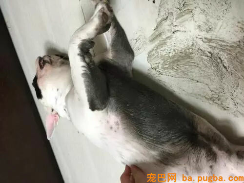 大老远看到一个人提着狗，本以为是虐狗，走近看到这只泥柯基秒懂了-7.jpg