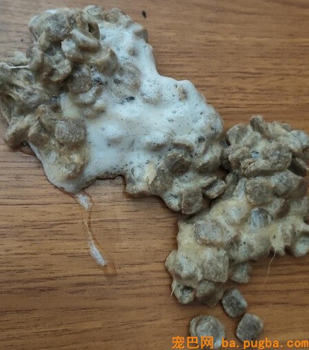 狗狗呕吐
