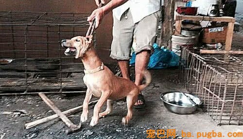 被抓进屠宰场的狗狗，为何都不敢逃跑？背后原因令人痛心-2.jpeg