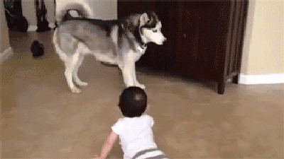 养狗一生，总不能白搭……-7.gif