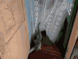 养狗一生，总不能白搭……-6.gif