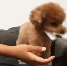 养狗一生，总不能白搭……-14.gif