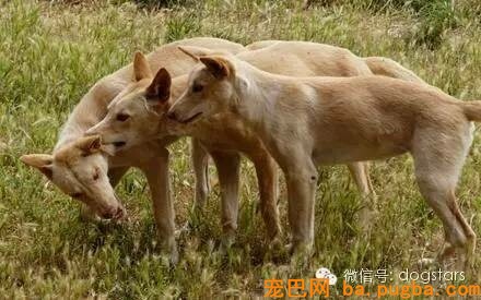 为什么狗寿命只要十几年？知道它们短命的原因后，难过得说不出话-6.jpeg