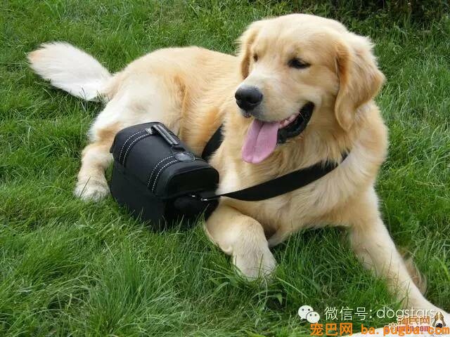 为什么狗寿命只要十几年？知道它们短命的原因后，难过得说不出话-14.jpeg