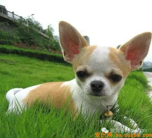 为什么狗寿命只要十几年？知道它们短命的原因后，难过得说不出话-16.jpeg