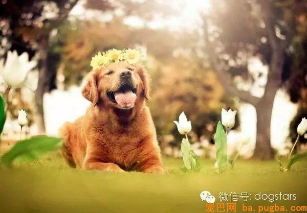 为什么狗寿命只要十几年？知道它们短命的原因后，难过得说不出话-15.jpeg