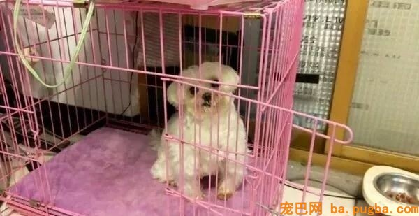 铲屎官无奈上网求助：养的马尔济斯是个傻子该咋办？-1.jpeg