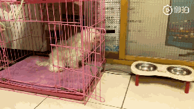 铲屎官无奈上网求助：养的马尔济斯是个傻子该咋办？-2.gif