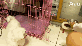 铲屎官无奈上网求助：养的马尔济斯是个傻子该咋办？-4.gif