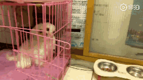 铲屎官无奈上网求助：养的马尔济斯是个傻子该咋办？-3.gif