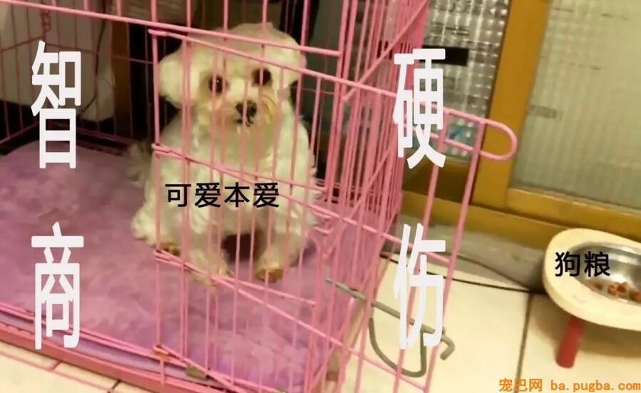 铲屎官无奈上网求助：养的马尔济斯是个傻子该咋办？-6.jpeg