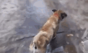 “你吃鸡躲在墙角瑟瑟发抖的样子，和漂泊狗真像”-3.gif