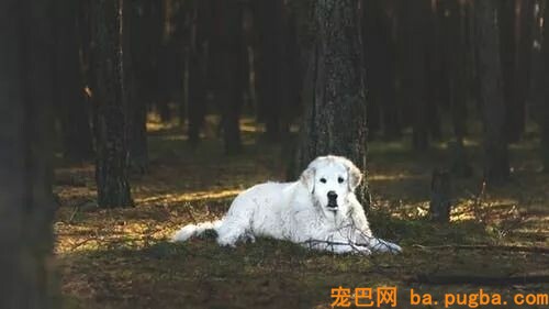 “你吃鸡躲在墙角瑟瑟发抖的样子，和漂泊狗真像”-8.jpeg