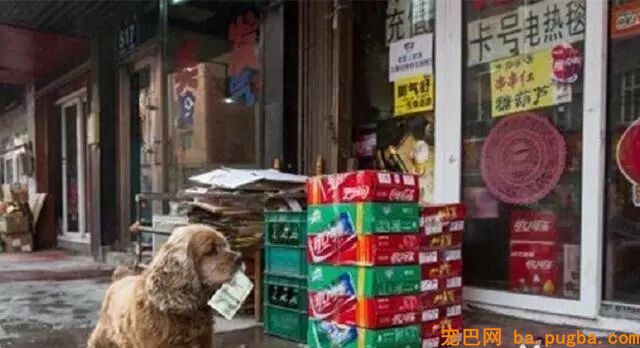 本来除了导盲，狗狗还能为人做到这种程度！-11.jpg