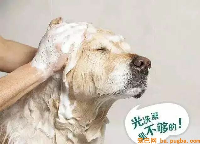 为什么做了驱虫，狗狗身上还是有跳蚤？-1.jpeg