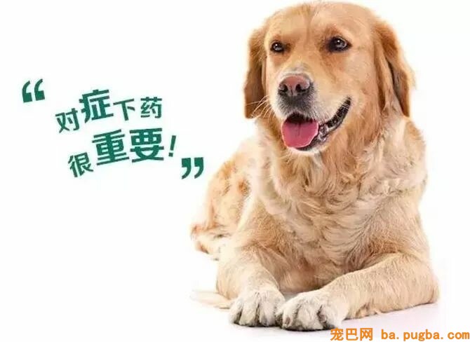 为什么做了驱虫，狗狗身上还是有跳蚤？-4.jpeg